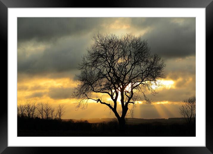 Isolated tree against a winter sky Framed Mounted Print by Simon Johnson