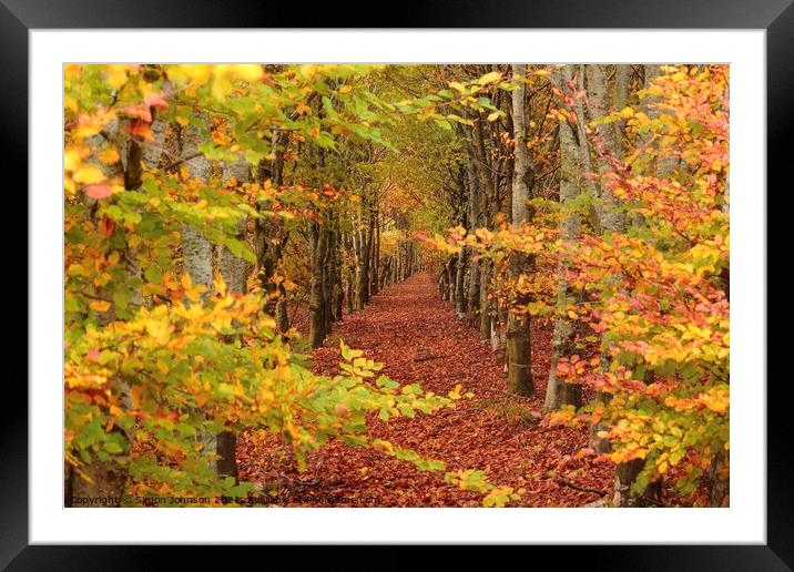 Beech tree Avenue  Framed Mounted Print by Simon Johnson