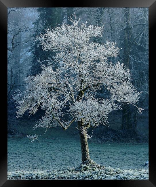 Tree with hoar frost Framed Print by Simon Johnson