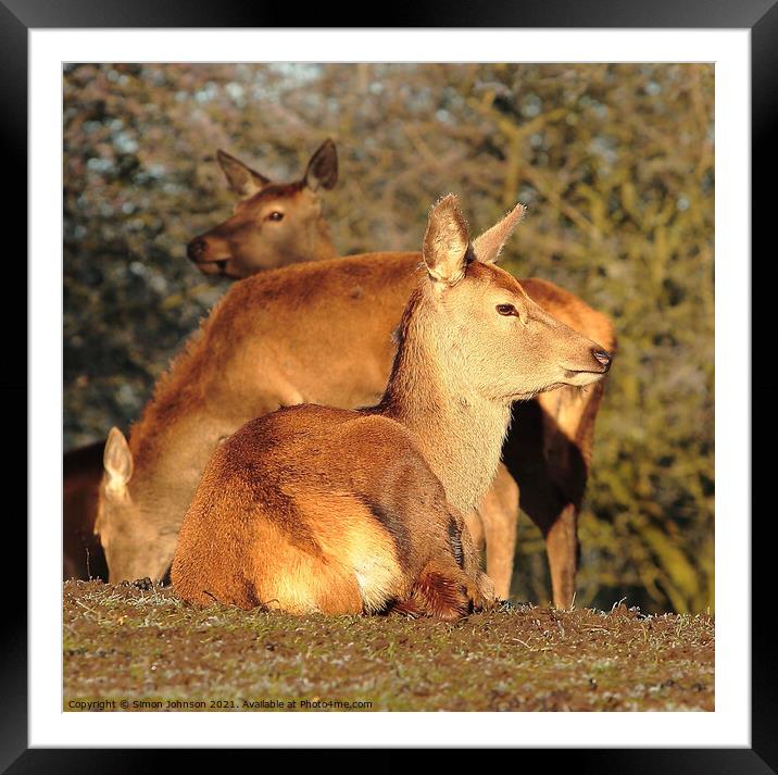 Three Deer Framed Mounted Print by Simon Johnson
