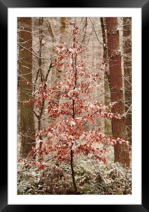 Snow clad beech tree Framed Mounted Print by Simon Johnson
