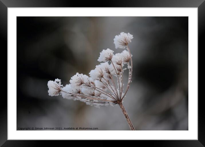 Frosted grass Framed Mounted Print by Simon Johnson
