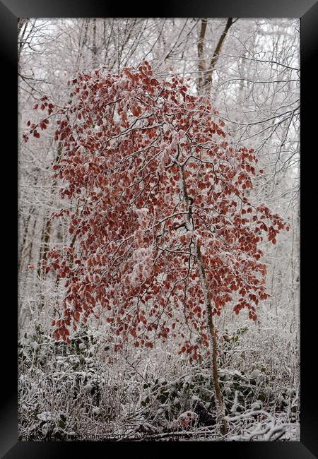 Frosted Beech Tree Framed Print by Simon Johnson