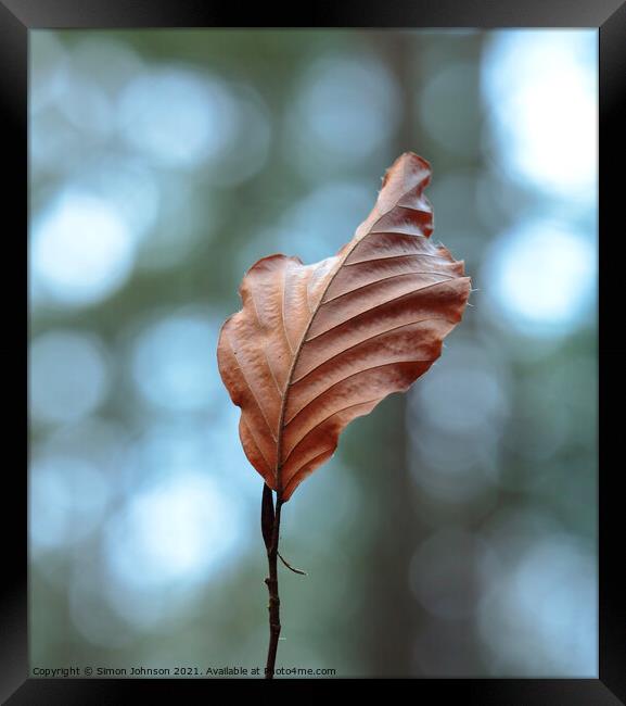 Beech leaf Framed Print by Simon Johnson