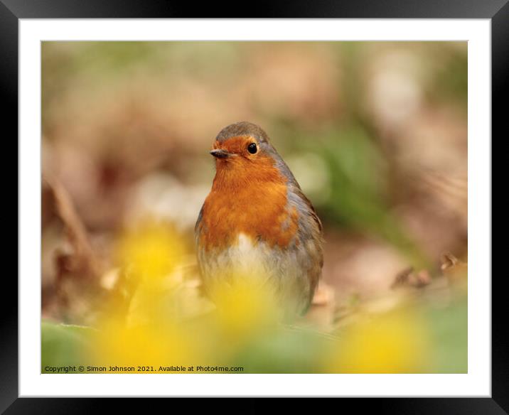 Robin red breast Framed Mounted Print by Simon Johnson