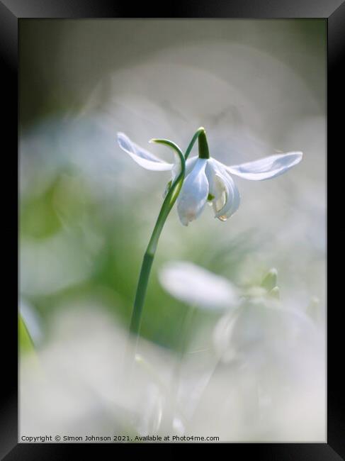 snowdrop flower close up Framed Print by Simon Johnson