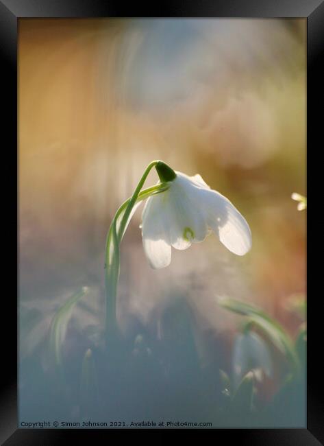 snowdrop flower Framed Print by Simon Johnson