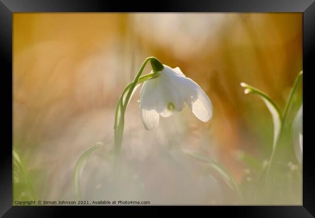 close of of backlit snowdrop Framed Print by Simon Johnson