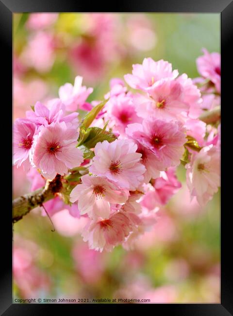 Pink Cherry Blossom Framed Print by Simon Johnson