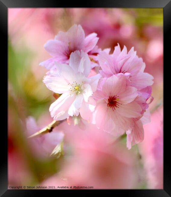 Diffused Cherry blossom Framed Print by Simon Johnson