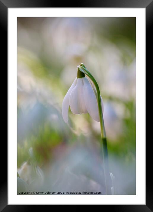 snowdrop flower Framed Mounted Print by Simon Johnson