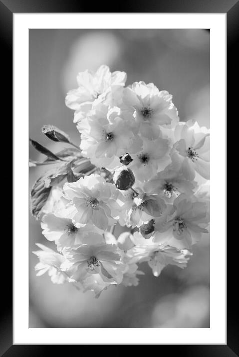 Fresh Blossom Framed Mounted Print by Simon Johnson