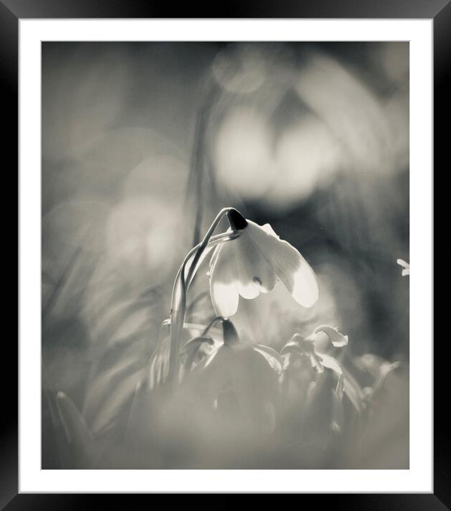 Dreamy Snowdrop Framed Mounted Print by Simon Johnson