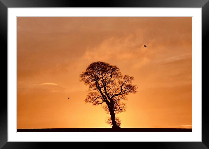 one tree two crows Framed Mounted Print by Simon Johnson