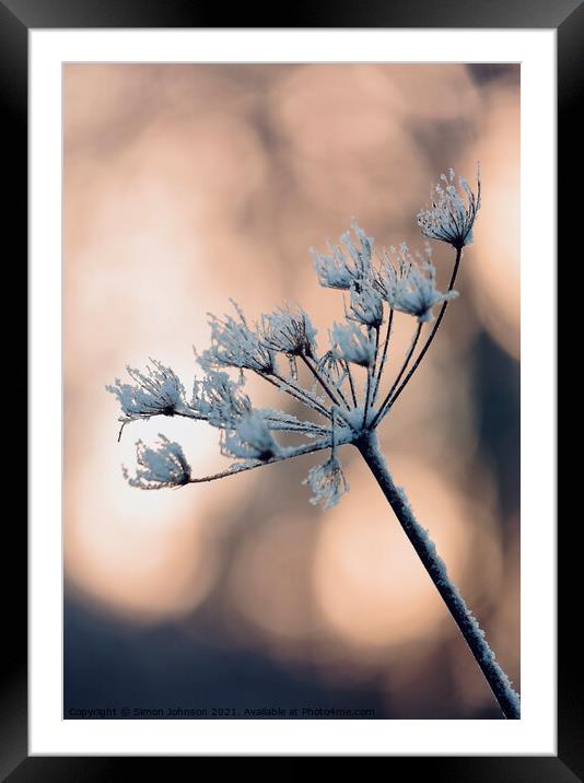 Backlit frosted grass Framed Mounted Print by Simon Johnson