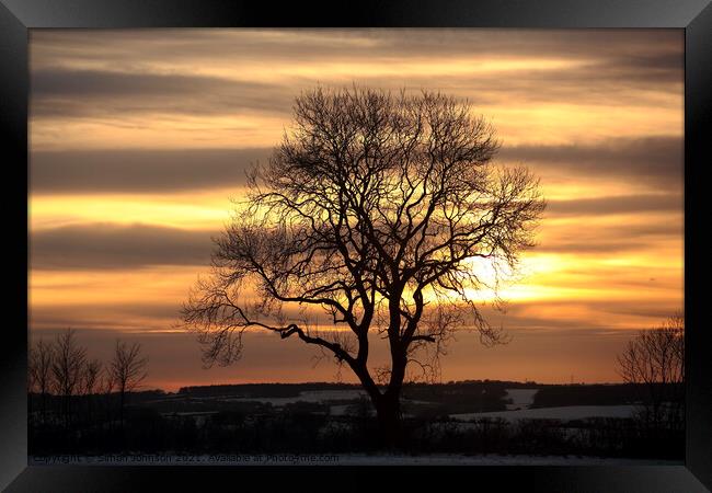Tree silhouette sunset Framed Print by Simon Johnson