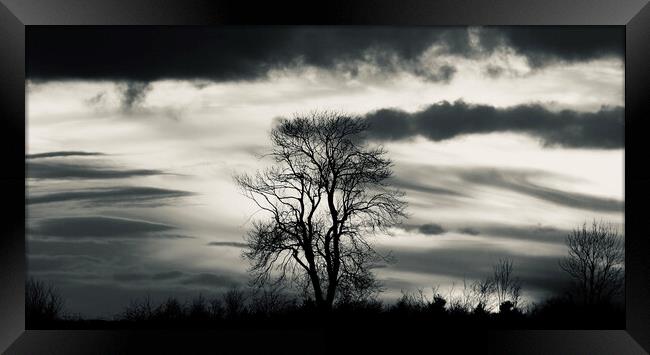 Tree Silhouette  Framed Print by Simon Johnson