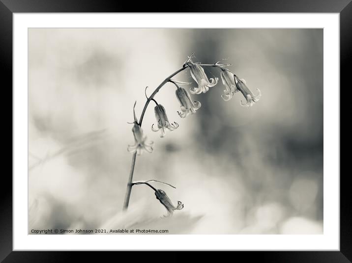 bluebell flower Framed Mounted Print by Simon Johnson