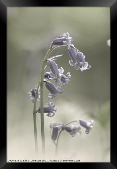 Bluebell Flower Framed Print by Simon Johnson