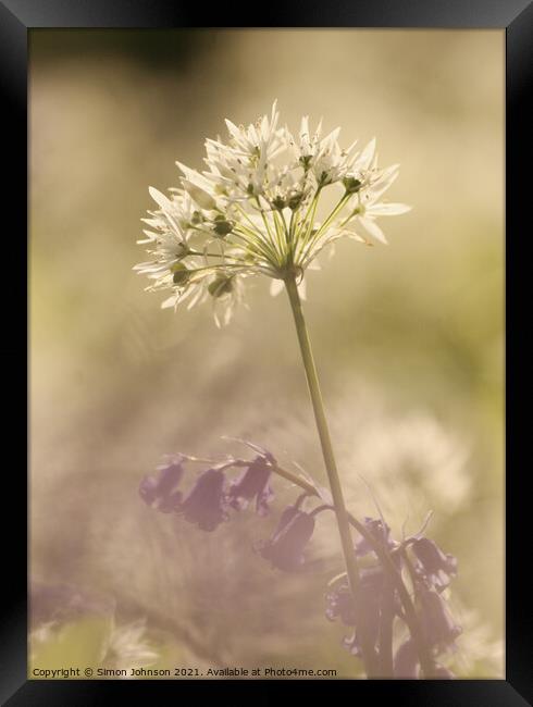 wild garlic  flower Framed Print by Simon Johnson
