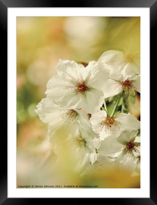sunlit Blossom Framed Mounted Print by Simon Johnson