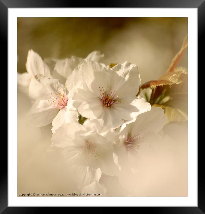 Blossom close up Framed Mounted Print by Simon Johnson