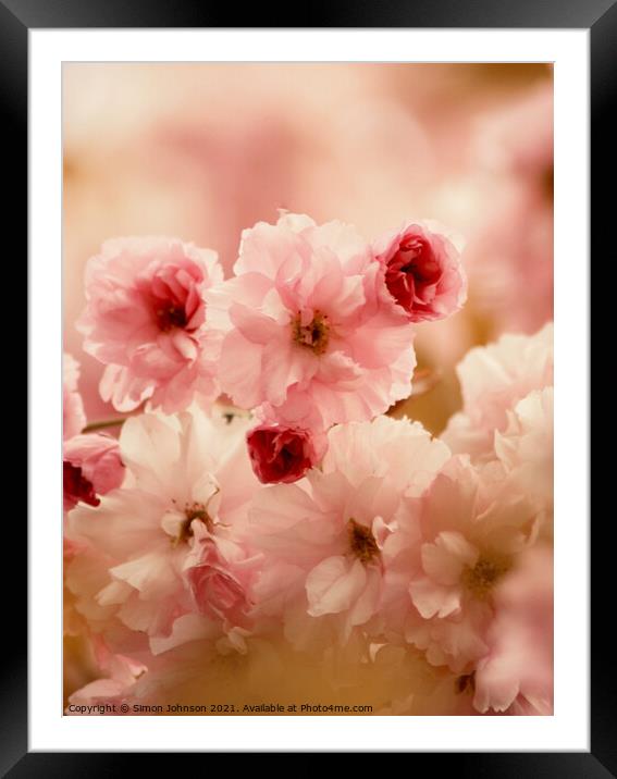 Cherry blossom Framed Mounted Print by Simon Johnson