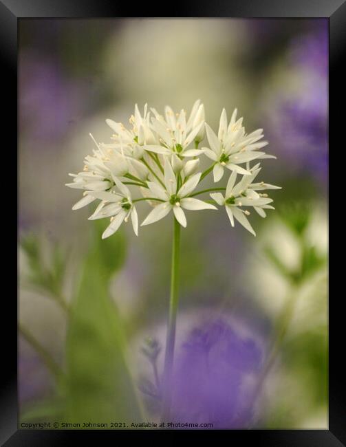 Wild garlic flower Framed Print by Simon Johnson