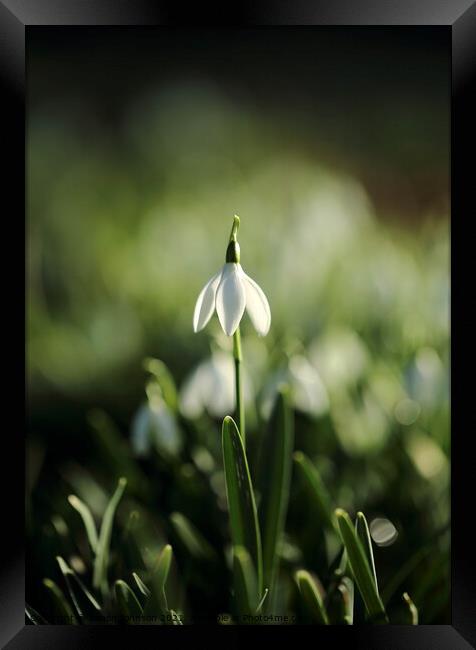 stand up Snowdrop Framed Print by Simon Johnson