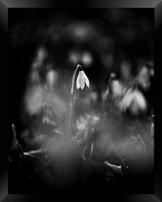 Snowdrop in the spotlight Framed Print by Simon Johnson