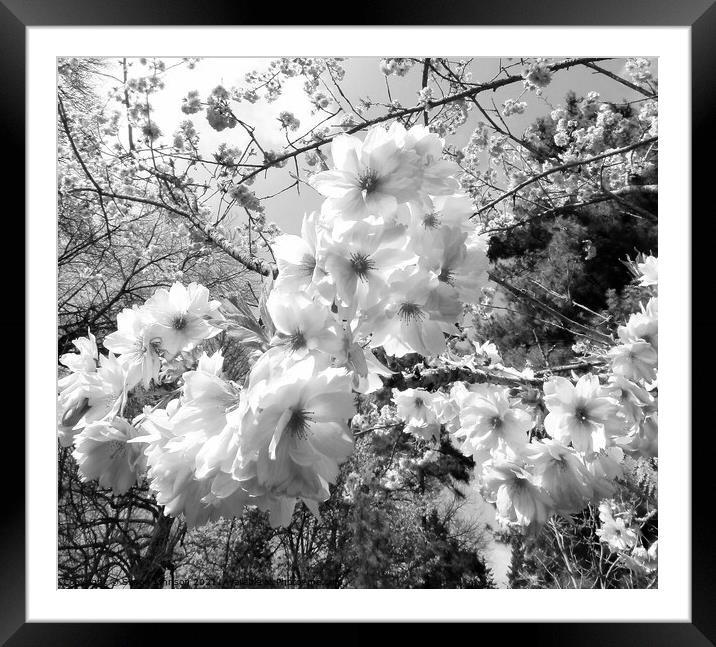 spring blossom  Framed Mounted Print by Simon Johnson