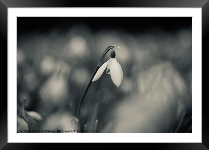 Snowdrop amongst the clouds Framed Mounted Print by Simon Johnson