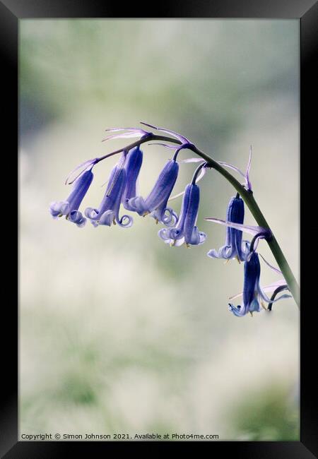 Bluebell flowers Framed Print by Simon Johnson