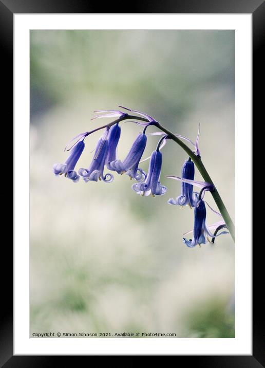 Bluebell flowers Framed Mounted Print by Simon Johnson