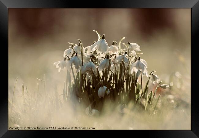 A collection of snowdrops Framed Print by Simon Johnson