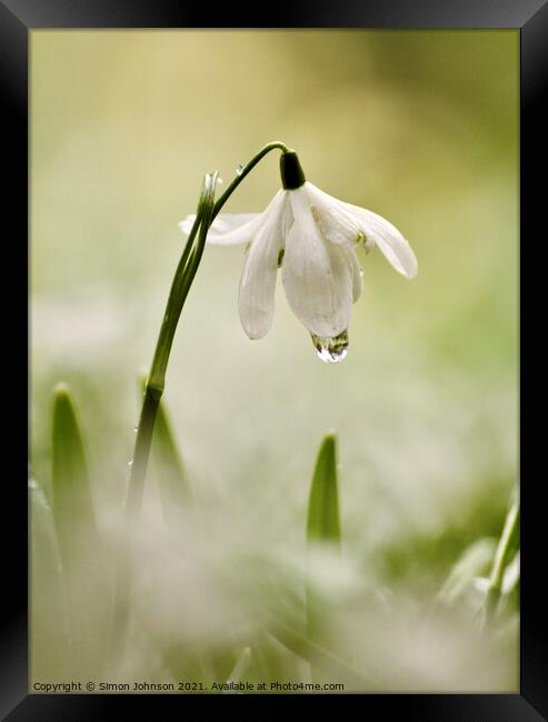 Snowdrop with dew Framed Print by Simon Johnson