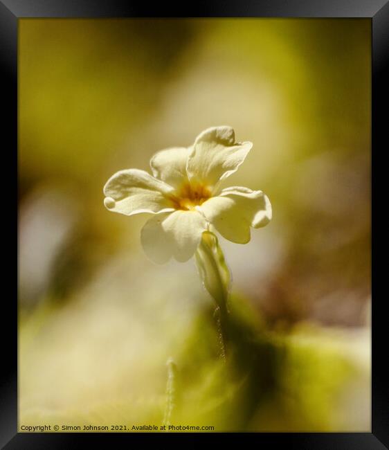 Primrose flower Framed Print by Simon Johnson