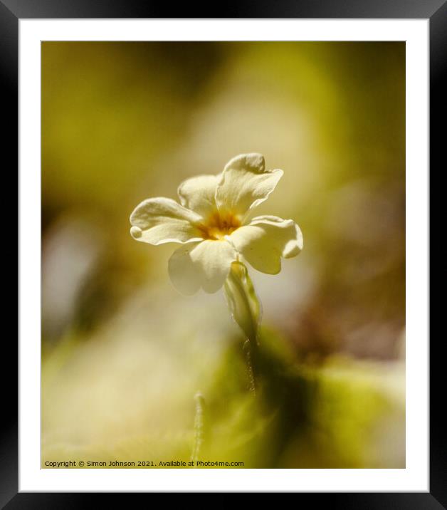 Primrose flower Framed Mounted Print by Simon Johnson