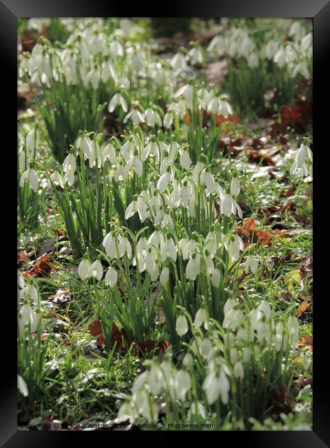 spring snowdrops Framed Print by Simon Johnson