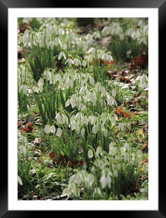 spring snowdrops Framed Mounted Print by Simon Johnson