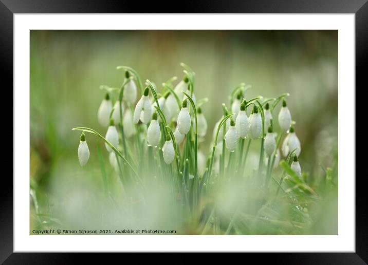 Snowdrops with dew Framed Mounted Print by Simon Johnson