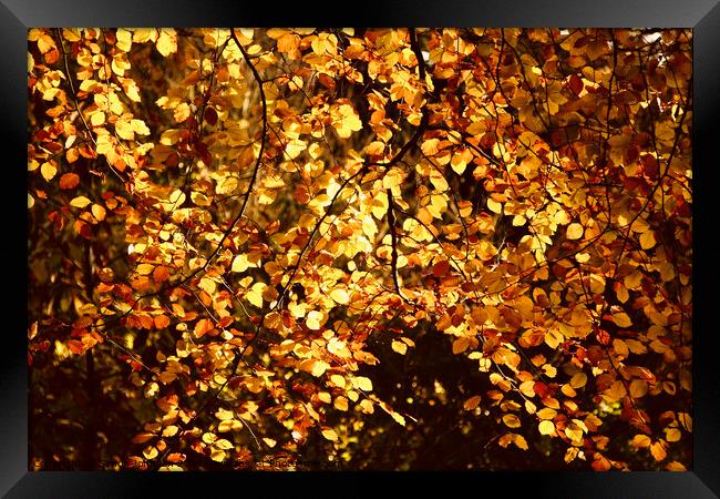 Sunlit  autumn Beech leaves Framed Print by Simon Johnson
