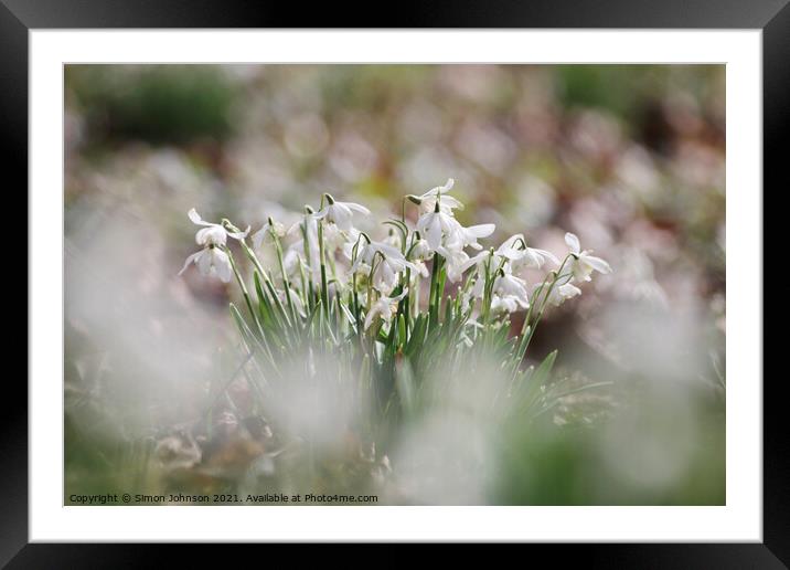 Snowdrops Framed Mounted Print by Simon Johnson