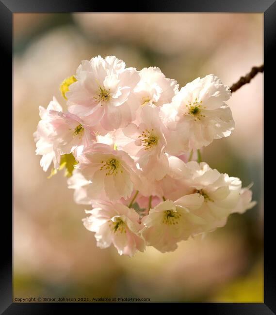 Sunlit Spring Blossom Framed Print by Simon Johnson