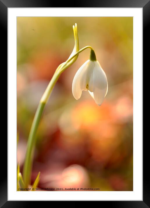 Backlit Snowdrop Framed Mounted Print by Simon Johnson