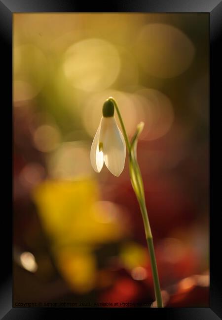 Backlit snowdrop Framed Print by Simon Johnson