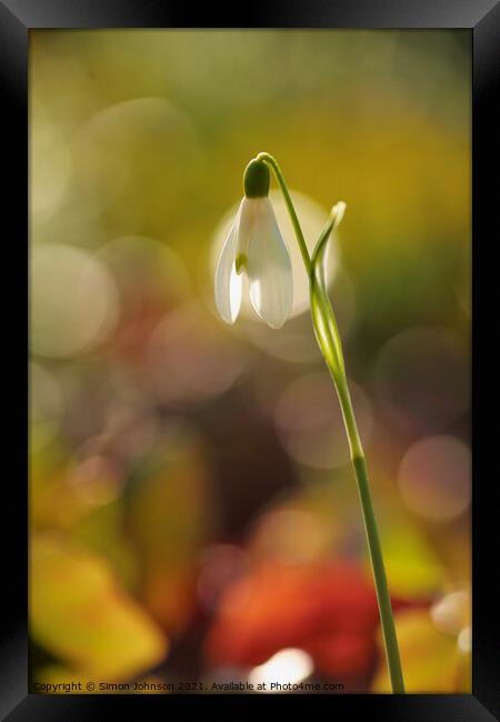 Snowdrop flower Framed Print by Simon Johnson