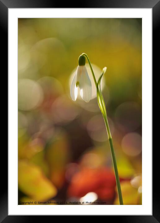 Snowdrop flower Framed Mounted Print by Simon Johnson