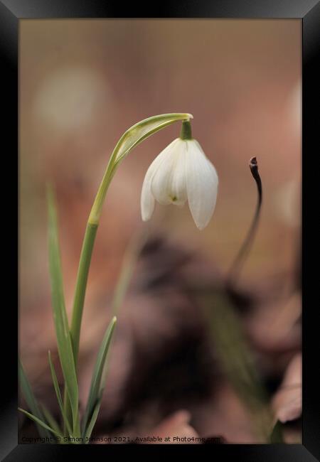 snowdrop flower Framed Print by Simon Johnson