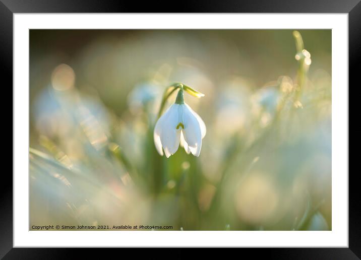 sunlit snowdrop flower Framed Mounted Print by Simon Johnson